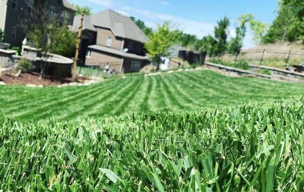 Lawn Seeding image